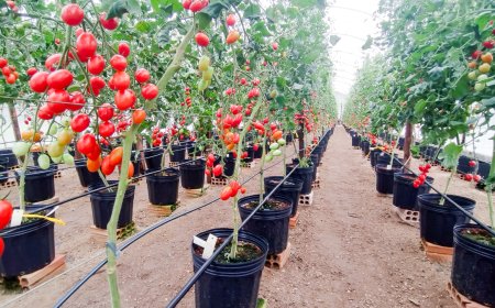 Produção agrícola e pesqueira global crescerá 14% até 2034, diz relatório