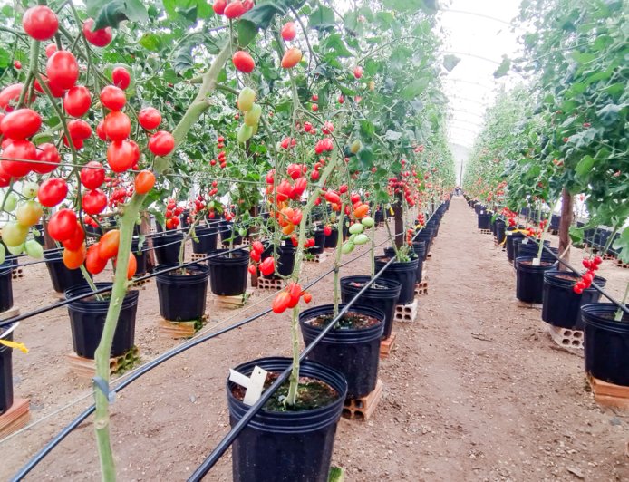 Produção agrícola e pesqueira global crescerá 14% até 2034, diz relatório